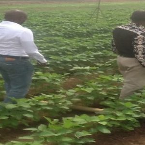 Inspecting a Soya field with Prof. Ojo (IITA)